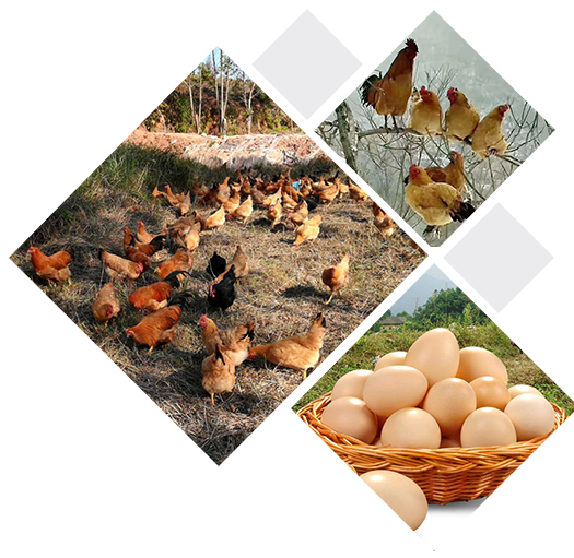 連棟大棚建造廠家